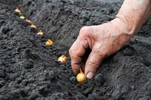 Planting-seeds-row