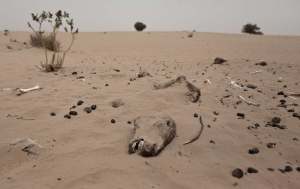dead donkey