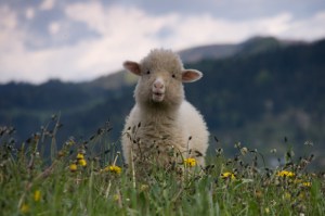 lamb baby sheep cute