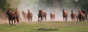galloping horses hooves stampede