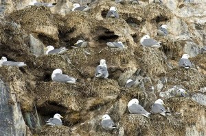 birds nesting cliff rocks